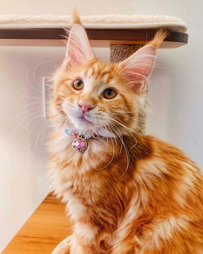 PetSoKoo Four-Leaf Clover Cat Collar - Image 7
