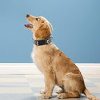 Reflective Dog Collar, Adjustable Soft Neoprene Padded Nylon Pet Collars - Image 2