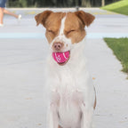 Best Pet Supplies Interactive Squeaky Dog Chew Toy, Ideal Dog Toys - Image 8