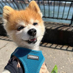 Best Pet Supplies Voyager Step-in Air Harness - Image 7