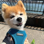 Best Pet Supplies Voyager Step-in Air Harness - Image 7