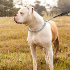 TagME Chain Choke Collar for Dogs, Adjustable Weather Proof Necklace for Medium - Image 6