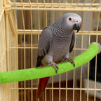 Rypet Parrot Perch Stand Toy Used - Image 3