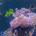 onesimcr Floating Fish Tank Decorations, Aquarium Decorations, Lovely Diver - Image 4