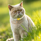 Breakaway Cat Collar with Bells, 3 Pack Summer Spring Cat Collar - Image 6