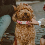 Valentines Dog Collar for Small Dogs - Image 4