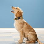 Reflective Dog Collar, Adjustable Soft Neoprene Padded Nylon Pet Collars - Image 2