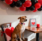 DOGWONG Valentine Dog Collar, Girl Female Dog Collars - Image 4