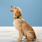 Reflective Dog Collar, Adjustable Soft Neoprene Padded Nylon Pet Collars - Image 2