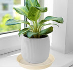 4 Pack of 14 inch Plant Saucers Bird Bath Bow Round, Plastic Plant Saucer Tray - Image 4