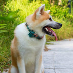Faleela Cute Soft Girl Christmas Dog Collar - Image 4
