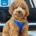 Voyager Step-in Pet Harness - Image 9