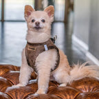 Best Pet Supplies - Image 7