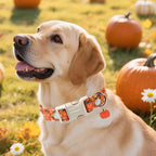 DOGWONG Fall Pumpkin Dog Collar- Cute Daisy Pumpkin Dog Collars Adjustable - Image 4