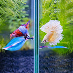 WILLBOND 2 Pcs Blue Silicone Betta Fish Bed Leaf Hammock Betta Fish Tank - Image 6