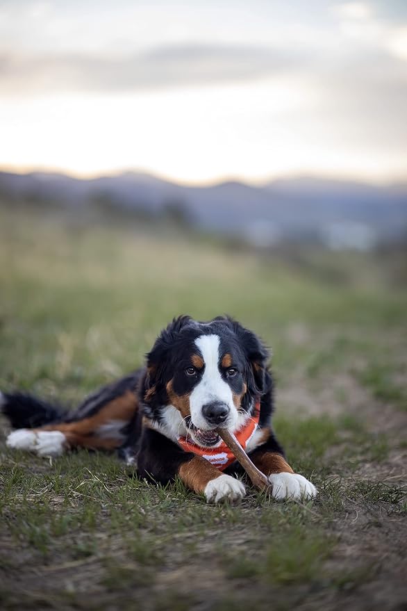 Nylabone Healthy Edibles Natural Dog Chews, Long Lasting Bones - Image 2