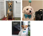 CheeseandU Pet Cute Birthday Party Cone Hat and Bow tie Collar Set - Image 8