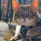 Best Pet Supplies - Image 8