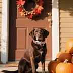 DOGWONG Pumpkin Dog Collar- Cute Pink Fall Dog Collars Adjustable Maple Fall - Image 5