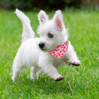 EXPAWLORER Cute Cat Collar Breakaway - Image 7