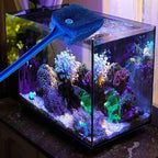 3 PCS Double-Sided AOODOOM Aquarium Fish Tank Algae Cleaning Brush - Image 3