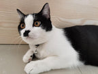 Rhinestone Cat Collar Breakaway Safety Buckle - Image 4