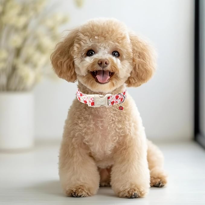 Lucky Ladybug Dog Collar for Small Dogs - Image 6