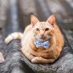 AIITLE Breakaway Cat Collar - Image 4