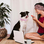 Elegant little tail Dog Collar, Watermelon Print Pet Collar Summer Dog Collar - Image 6