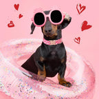Unique style paws Dog Collar Metal Buckle Collar - Image 5