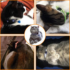 Breakaway Reflective Nylon Cat Collars - Image 6
