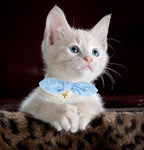 Bowtie Cat Collar with Bell, 2 Pack Cotton Breakaway Kitten Collars with - Image 8