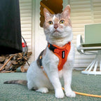 Voyager Escape-Proof Step-in Lock Cat Harness & 5ft Neoprene-Handle Leash Set - Image 6