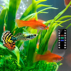 AQUANEAT 6 PCS Aquarium Thermometer Strips, Fish Tank Thermometer Sticker - Image 5