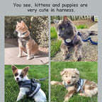 Cat Harnesses and Puppy Harness - Image 3