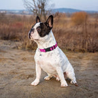 PUPTECK Adjustable Dog Harness Collar and Leash Set Step in No Pull Pet Harness - Image 8
