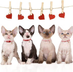 azuza 4 Pack Valentines Kitten Collar - Image 2