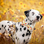 Lionheart glory Dog Collar Bow Collar Floral Dog Collar - Image 6
