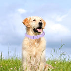 Waterproof Dog Collar Soft Rubber Dog Collar - Image 2