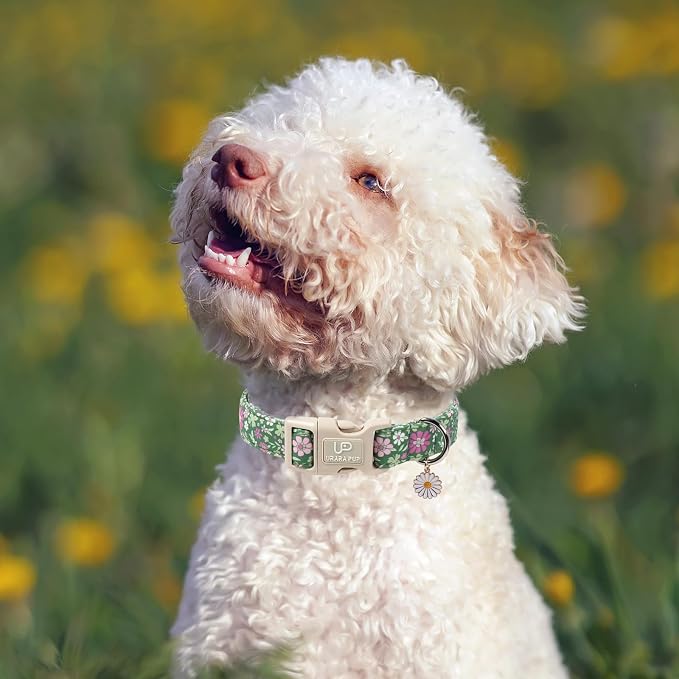 St. Patrick's Day Dog Collar, UP URARA PUP Shamrock Adjustable Pet Collar - Image 5