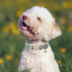St. Patrick's Day Dog Collar, UP URARA PUP Shamrock Adjustable Pet Collar - Image 5