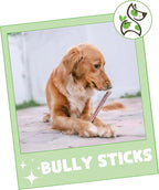Nature Gnaws Bully Sticks for Dogs 11-12" - Image 7
