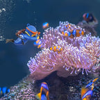 onesimcr Floating Fish Tank Decorations, Aquarium Decorations, Lovely Diver - Image 4