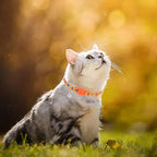 PUPTECK Breakaway Halloween Cat Collar - Image 6