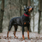 Fida Heavy Duty Dog Collar 1.5” Width, Ultra Soft Neoprene Padded, Adjustable - Image 7