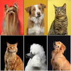 Complete Pet Grooming Solution by Dog - Image 9