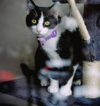 Airtag Cat Collar Breakaway, Safety Kitten Collar - Image 7