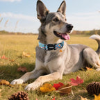 DOGWONG Fall Maple Dog Collar- Cute Classic Fall Autumn Flower Dog Collars - Image 5