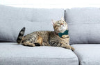 Soft Corduroy Cat Collar with Bell and Bowtie, Safety Breakaway Clasp, - Image 4