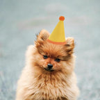 20 Pcs Dog Birthday Hat Set for Small Medium Dogs Cat Puppies, Mini Party Hat - Image 5